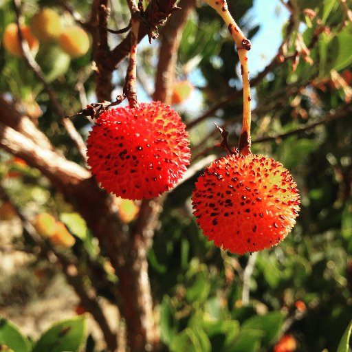 fredrikmistral's profile picture. Living a holistic lifestyle based on organic food and a natural approach. Love and madness!