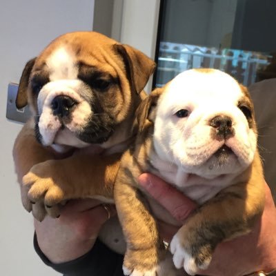 A twitter dedicated to our beautiful bulldogs ❤️