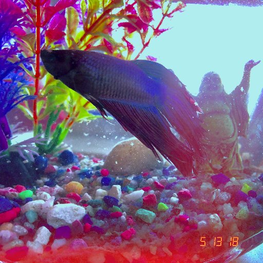 FISH WITH A WISH💫 THICCCk BETAS ONLY🍑 HML for fish flakes 🔌Taurus ♐️