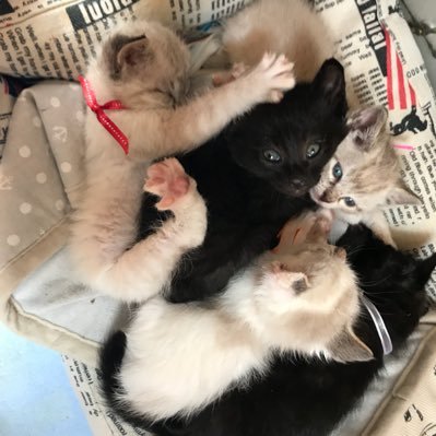 三浦礼花 山形県新庄駅の近くにある猫カフェに行って癒されてきました とても静かで清潔感ある空間 猫 達ものんびり気ままにしてました ねこ部屋しっぽ 猫カフェ 山形県新庄市 猫好きさんと繋がりたい 猫好きな人と繋がりたい 三浦礼花 山形県新庄駅の近くにある猫カフェに行って癒されてきました とても静かで清潔感ある空間 猫 達ものんびり気ままにしてました ねこ部屋しっぽ 猫カフェ 山形県新庄市 猫好きさんと繋がりたい 猫好きな人と繋がりたい