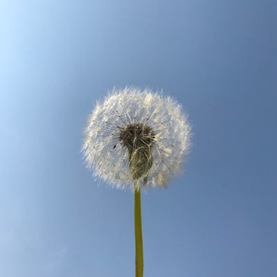 iEeftoch's profile picture. Be kind 🌻🌿 she/her