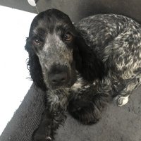 Larry Carter (@pitlanescoop) 's Twitter Profile