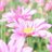 __Myflowers__'s profile image