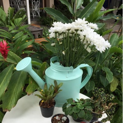 linmiaoying1's profile picture. 