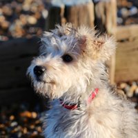Tom1s (@tom1s) 's Twitter Profile Photo
