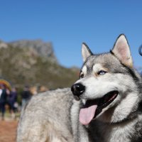 Blue Dog(@bluelineanimal) 's Twitter Profile Photo