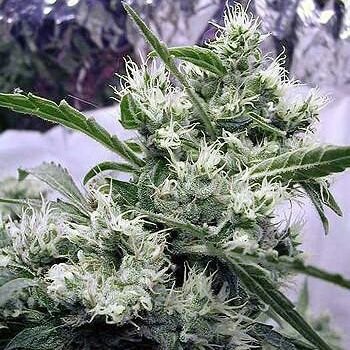 SbusisosnekeMi1's profile picture. Smoke good fuck better count money what better #follow4follow