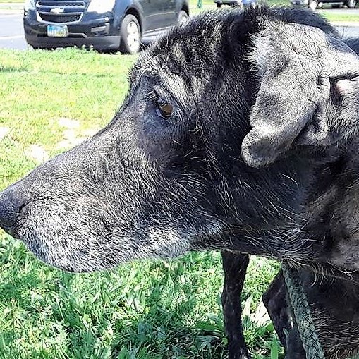A compassionate rescue focused on serving senior and other under served dogs from high kill shelters