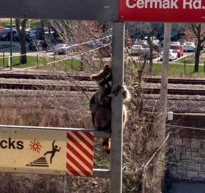 Ricky AAAAH!
Raccoon of the Red Line AAAAH!
Champion of Chi-ca-go AAAAH!
He's a master of karate and friendship for everyone