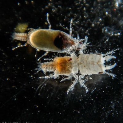 GnathiidGnation's profile picture. The official Twitter account of Dr. Paul Sikkel and his lab at @MiamiRosenstiel. We study marine host-parasite interactions in coral reef environments