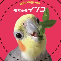 オカメとお豆（kiirogumi）(@TORI_mirea) 's Twitter Profile Photo