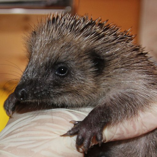 Hedgehog Cabin Profile