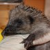 Hedgehog Cabin (@hedgehogcabin) Twitter profile photo Hedgehog Cabin (@hedgehogcabin) Twitter profile photo