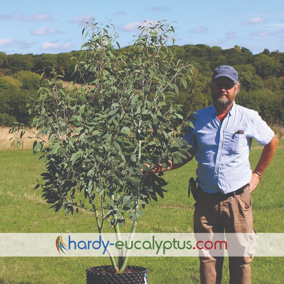 The UK's Eucalyptus experts; we grow 60+ species from seed in the UK. Award winning growers and researchers. Supplies public and trade in the UK and EU.