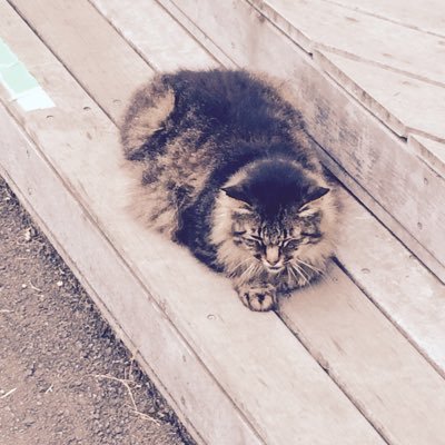 KyananM's profile picture. 