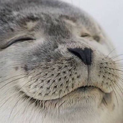 TURAISAN7's profile picture. 秘密に使ってるやつ〜無言フォローお許しください!