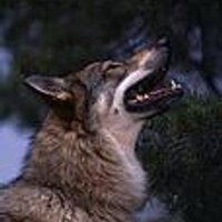  Canis Lupus 📯(@CanisLupus999) 's Twitter Profile Photo