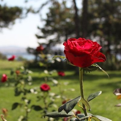 mostafa72601399's profile picture. مجاهد في سبيل الله