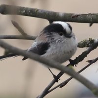 Olga Davidenko (@davidenkood) 's Twitter Profile