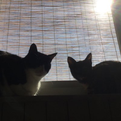 nontanRR's profile picture. 柴犬と猫2匹と暮らしています