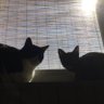 nontanRR's profile picture. 柴犬と猫2匹と暮らしています