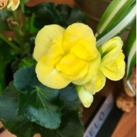 JeannetteRebelo (@jeannetterebelo) 's Twitter Profile