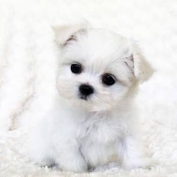 jeamy3586's profile picture. 今年の目標:180度開脚