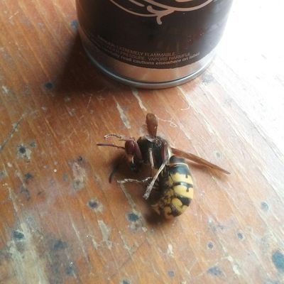 JESUSVIKIVIKS's profile picture. LOVE