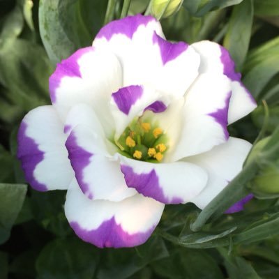 DeHeuvechrysant's profile picture. Lisianthus | eigen youngplants opkweek | assortiment:Arena champagne,Gold,Blue Picotee,Pink Flash,Mont Blanc, Croma Lavender, en Adom Deep Red,Red Picotee