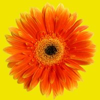CONNOILS Team (@connoilsllc) Twitter profile photo