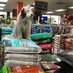 At Your Service Pet (@ayspetsupplies) Twitter profile photo At Your Service Pet (@ayspetsupplies) Twitter profile photo