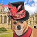 Corporal Papi (@papipupper) Twitter profile photo Corporal Papi (@papipupper) Twitter profile photo