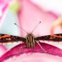 Vanessa Moore (@thenurseness) 's Twitter Profile Photo