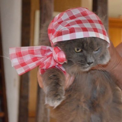 Airesmorgan's profile picture. 