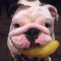 LoveMyBully🇺🇸 (@knustad77) 's Twitter Profile