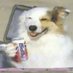 Bepsi_doggo (@bepsidoggo) Twitter profile photo Bepsi_doggo (@bepsidoggo) Twitter profile photo