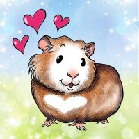 Guinea Pig Market(@guineapigmkt) 's Twitter Profile Photo