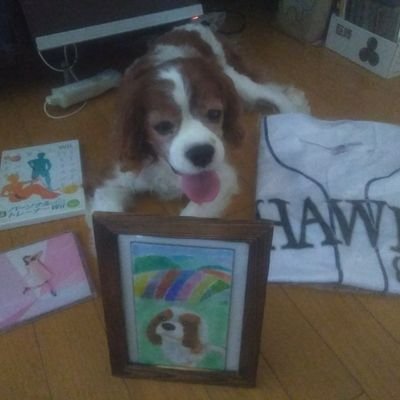 写真は、キャバリアと言う犬種で名前はココロと言います。黒猫のウィズプレイを兼ねた攻略日記やソフトバンクホークスの試合感想を、下記ブログにまとめています。アクセスしていただけると幸いです。公式シーズン中以外でも連続でツイートしていきます。お互いの趣味が合いご縁があることを願います。