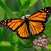 babs butterfly (@babsbutterfly2) Twitter profile photo babs butterfly (@babsbutterfly2) Twitter profile photo