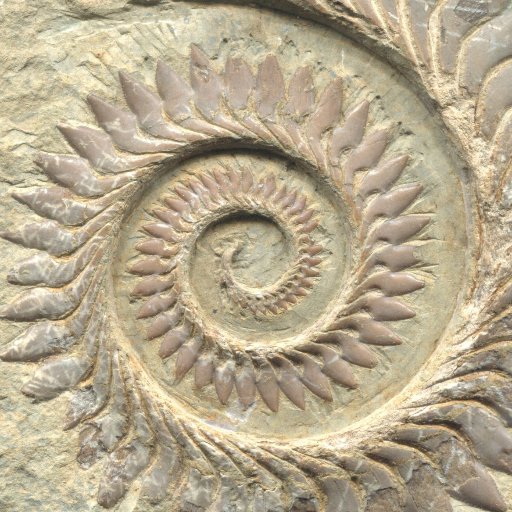 mmm_fossil Profile Picture