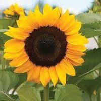 Elly Qadam Hanifa (@qadamly) 's Twitter Profile