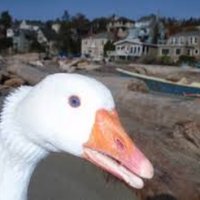 GooseMan4 (@man4goose) 's Twitter Profile