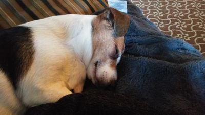 fuzzysox71's profile picture. 