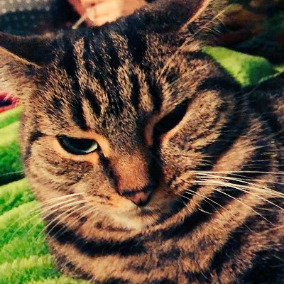 jstsomekiwidude's profile picture. 