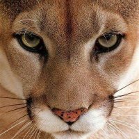 Wake Forest H.S. Women's Lax (@wfhs_wlax) 's Twitter Profile