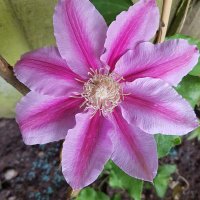 Lynne Wilkinson (@lynnew27) 's Twitter Profile