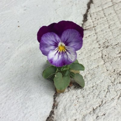 del0320's profile picture. God wins in the end. 🙏🏻✝️💖#MAGA