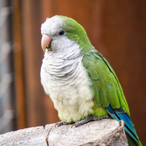 En Cataluña viven muchas especies de animales exóticos invasores. ¿Cómo han llegado y qué problemas causan?