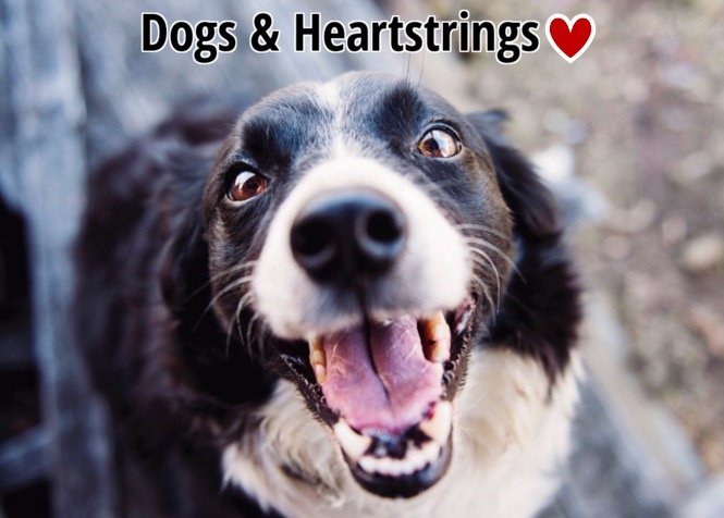 Dogs & Heartstrings  🐶❤🐾