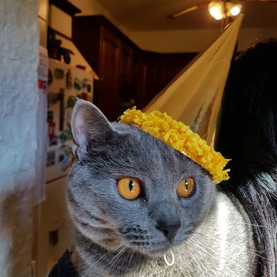 FabioMtr's profile picture. 